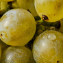 Symphonia Pinot Grigio 2026